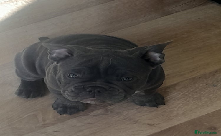 Mixed Breed dogs - Advert 1