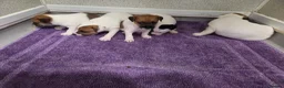 Jack Russell dogs for sale: Jack russell pups  in Stevenston - Advert 6