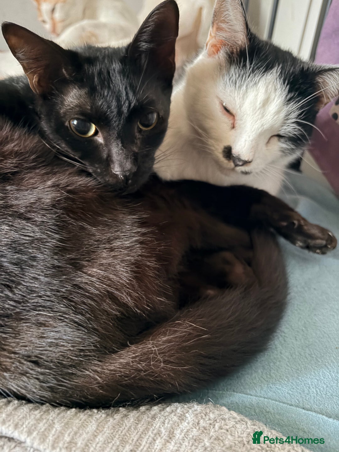 Arabian Mau cats for adoption: Spooky - Advert 4