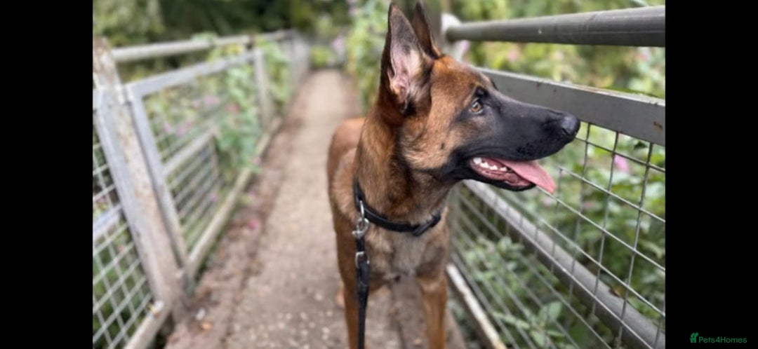 Belgian Shepherd Dog dogs for sale: Playful 7-Month-Old Belgian Malinois Puppy - Image 2