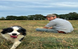 Sprollie dogs for sale: 3/4 border collie 1/4 spaniel puppies - Image 9