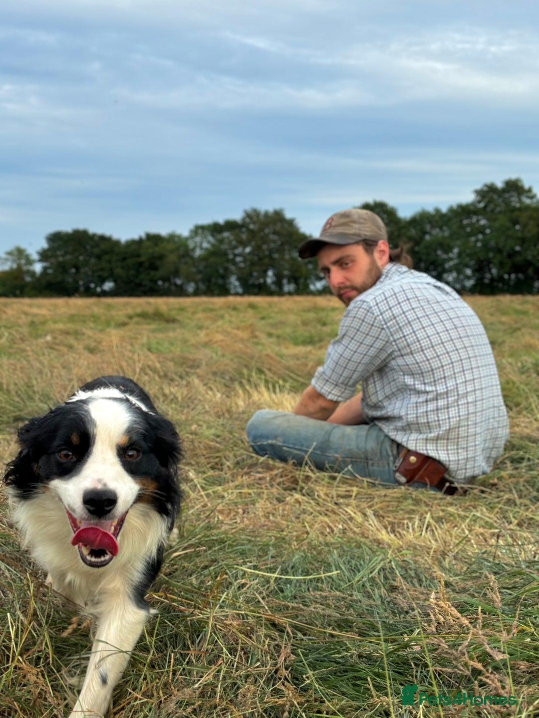 Sprollie dogs for sale: 3/4 border collie 1/4 spaniel puppies - Image 9