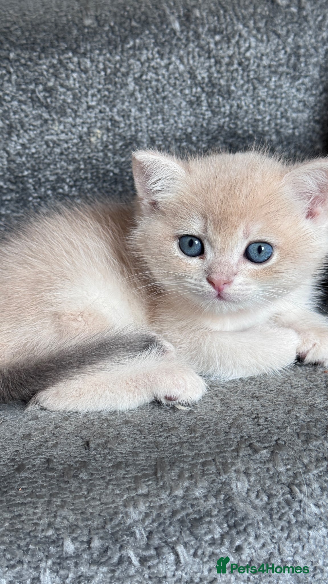 British Shorthair cats for sale: ADORABLE GCCF BSH CHOCOLATE GOLD KITTENS  - Advert 10