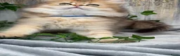 British Longhair cats for sale: British Longhair stunning TICA boy - Advert 11