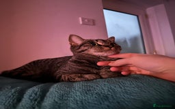 Domestic Shorthair cats for sale: 6 beautiful kittens available  - Image 16