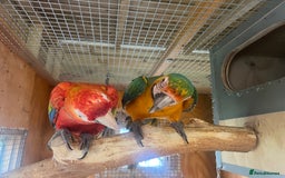Parrots birds for sale: Scarlet & Catalina  - Image 2