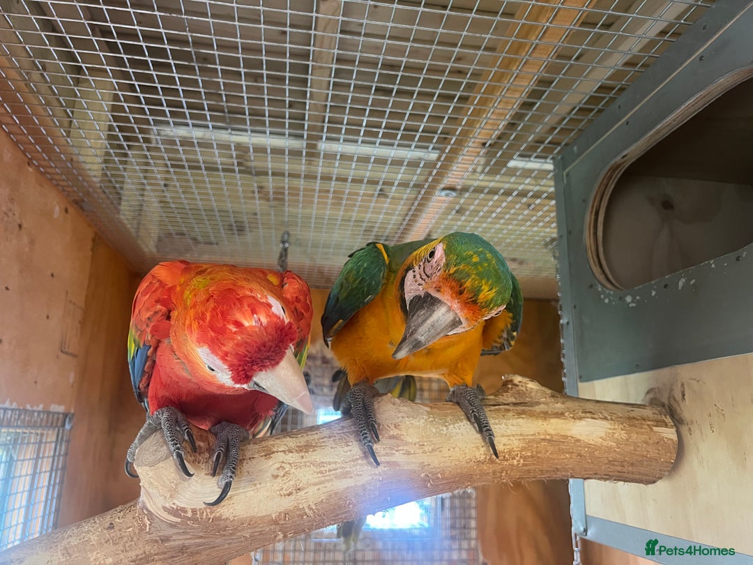 Parrots birds for sale: Scarlet & Catalina  - Image 2