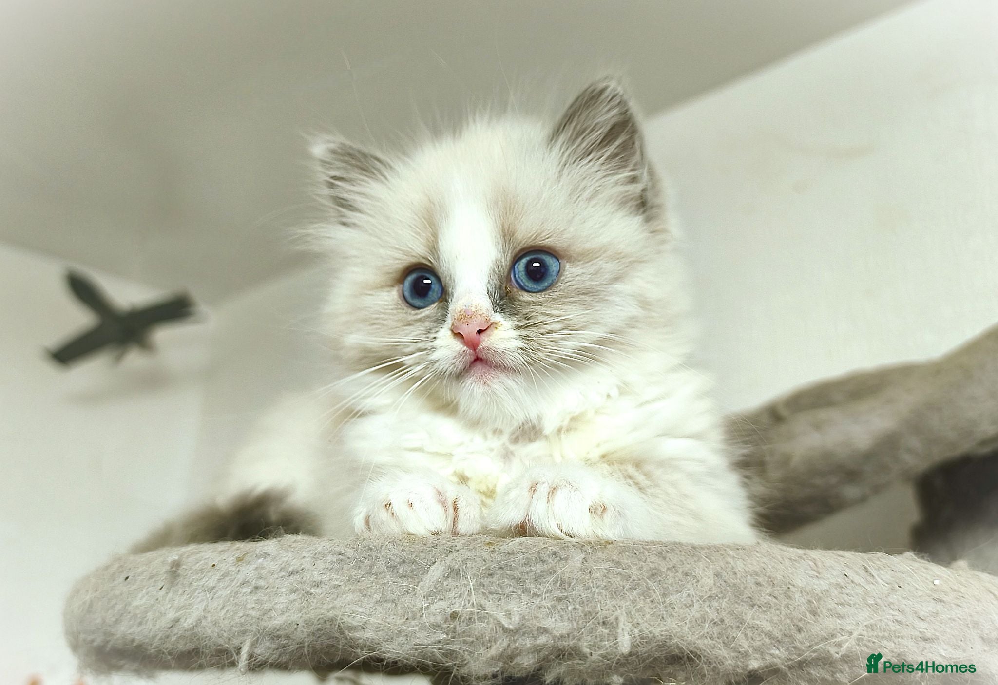 Ragdoll cats Gorgeous Snow Leocats: RagdollxSiberianxHimalayan! - Advert 3