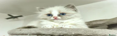 Ragdoll 1