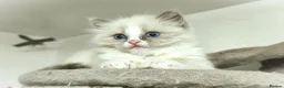 Ragdoll cats for sale: Gorgeous Snow Leocats: RagdollxSiberianxHimalayan! - Advert 1