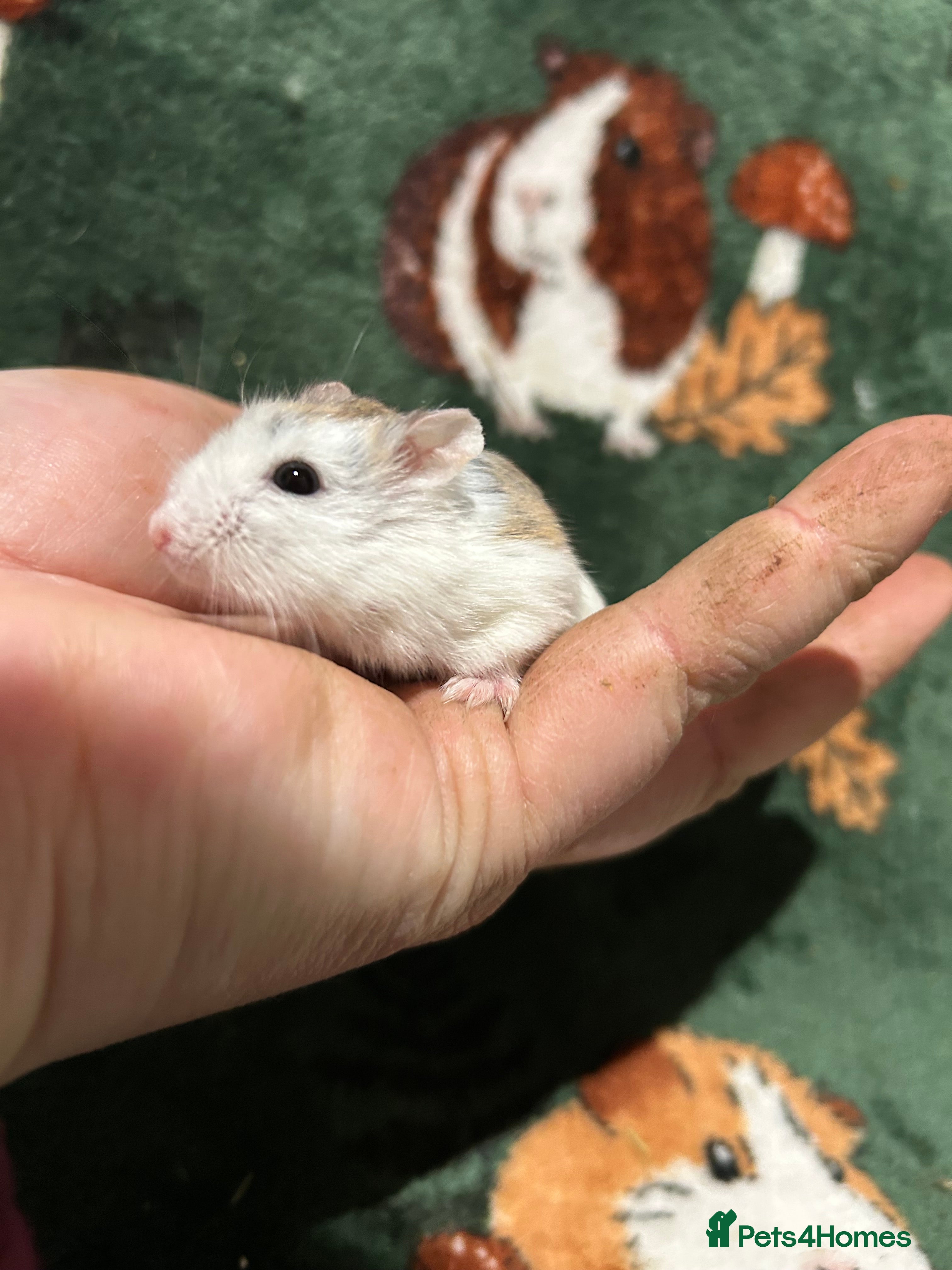 Hamster rodents Baby dwarf hamsters - Advert 13