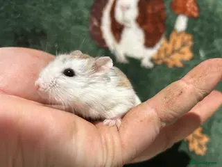 Hamster rodents Baby dwarf hamsters - Advert 13