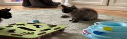 Maine Coon cats for sale: 2 Maine coon kittens  - Advert 12
