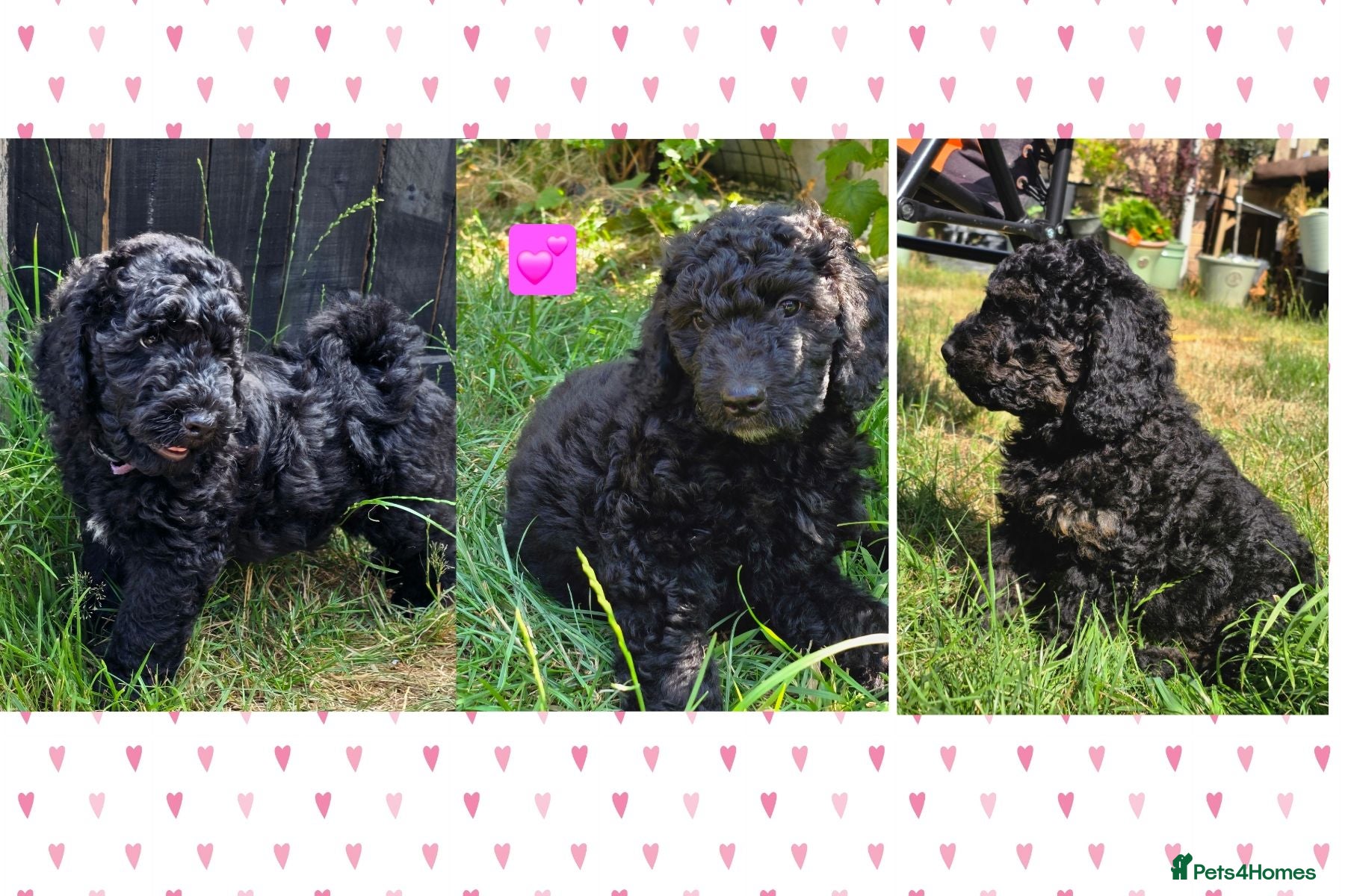 Cockapoo dogs Health Tested F1b Cockapoo Puppies - Advert 1