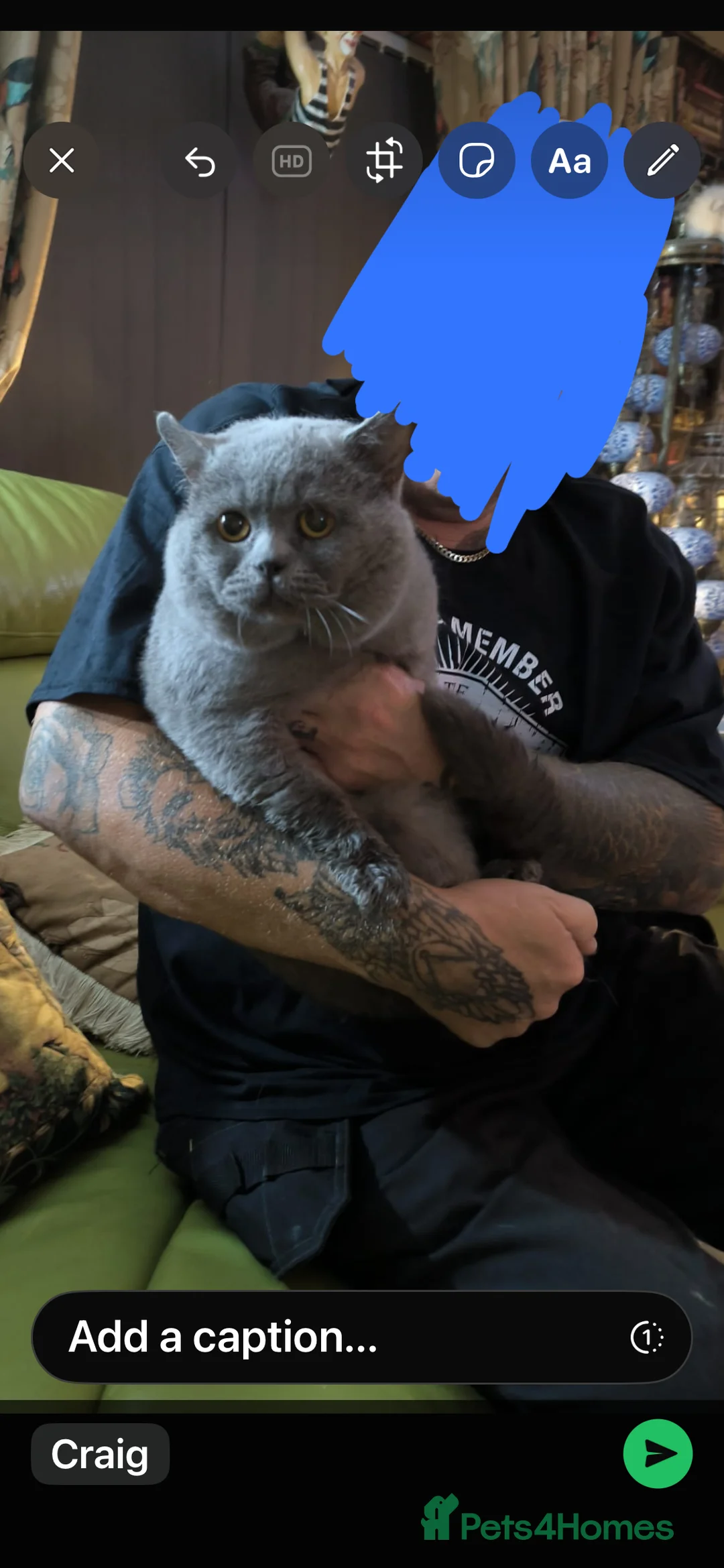 British Shorthair cats for sale: British blue shorthaired - Advert 2