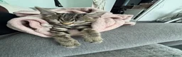 Mixed Breed cats for sale: Mixed breed 9 week old kitten  - Advert 4