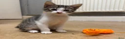 Mixed Breed cats for sale: Tabby kitten  - Advert 21