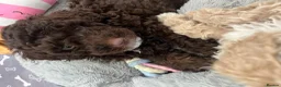 Mixed Breed dogs for sale: Intervariety Brown phantom Male Poodle  in Rugeley - Advert 7