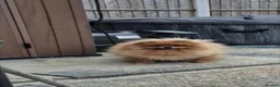 Pomeranian dogs for sale: Female pomeranian  in Loughborough - Advert 3