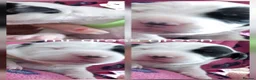 Dalmatian dogs for sale: 7 stunning Dalmatian pups in Reading - Advert 7