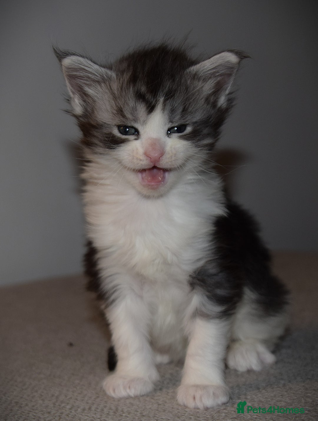 Maine Coon cats for sale: Maine Coon kittens - Beautiful and cheeky  - Advert 8