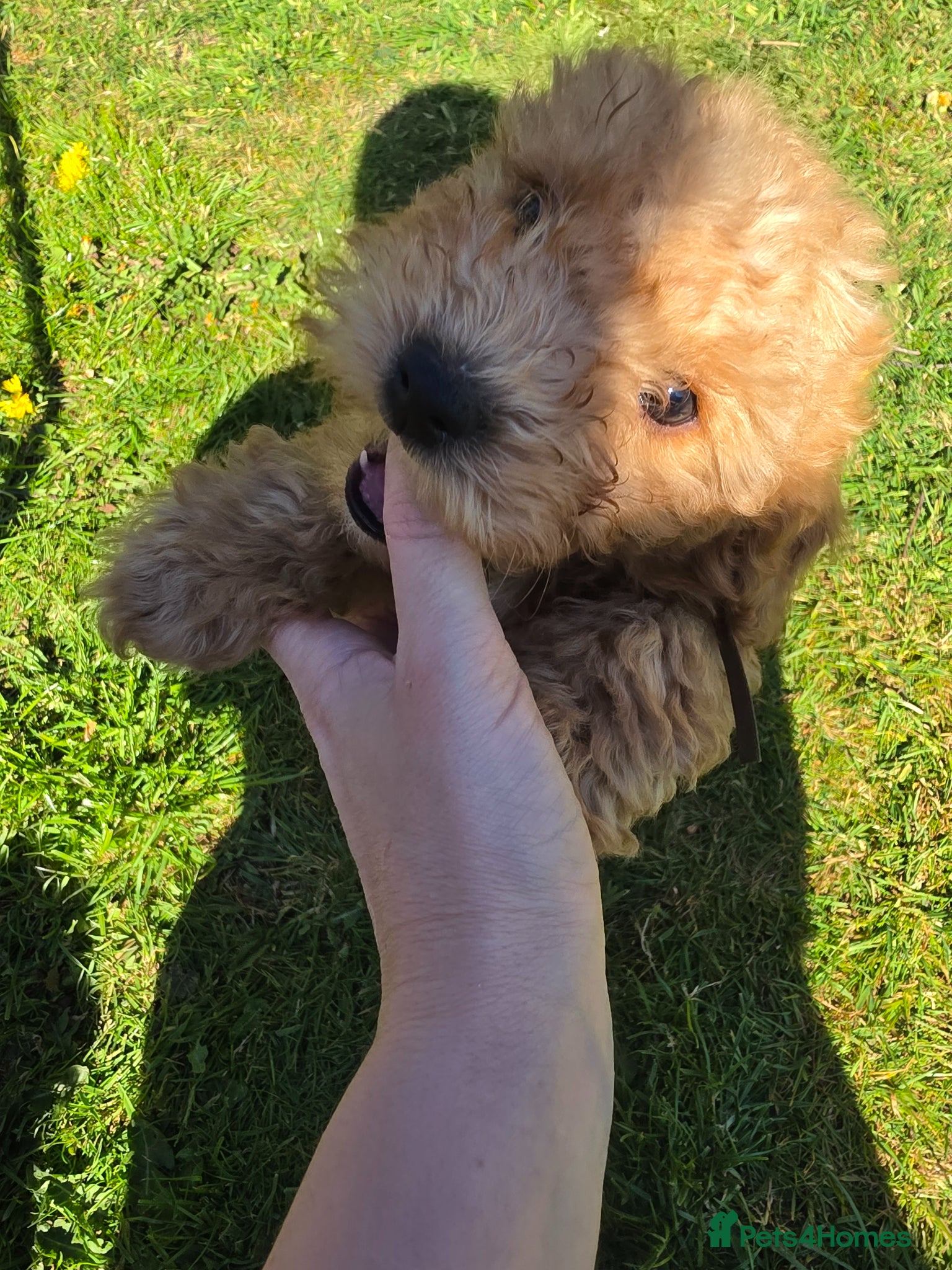 Poochon dogs for sale: Boys 850 , Girls 1050  - Advert 28