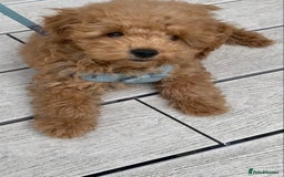 Maltipoo dogs for sale: ❤️BEAUTIFUL MALTIPOO PUPPY FOR REHOMING❤️ - Image 5