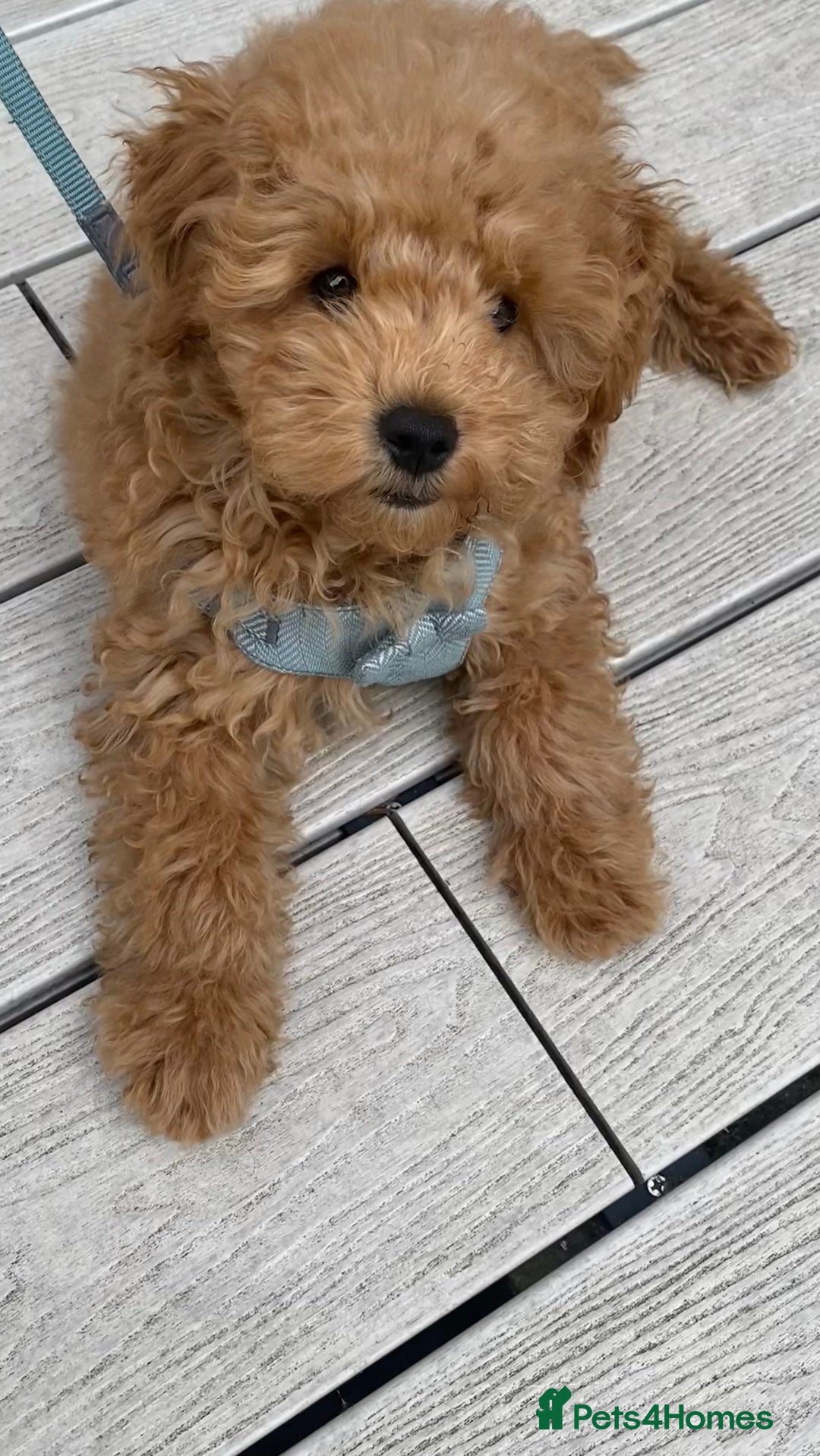 Maltipoo dogs for sale: ❤️BEAUTIFUL MALTIPOO PUPPY FOR REHOMING❤️ - Image 5