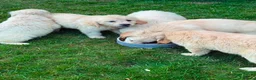 Golden Retriever dogs for sale: GOLDEN RETREIVER PUPPIES - Advert 4