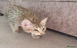 Savannah cats for sale: Fabulous F5 SBT Savannah Kittens! REDUCED! - Image 17