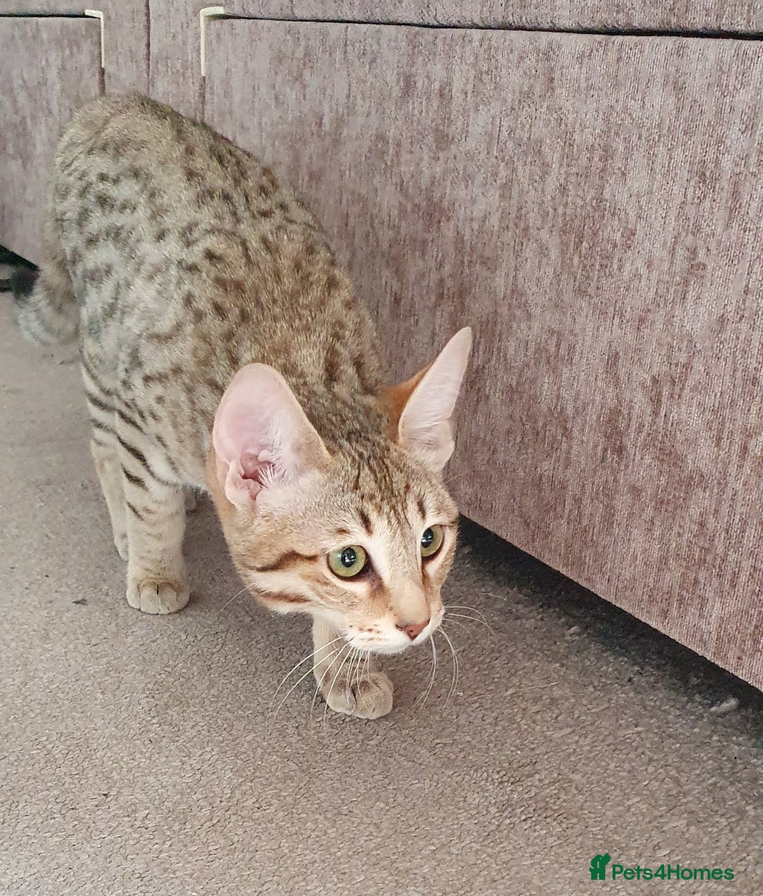 Savannah cats for sale: Fabulous F5 SBT Savannah Kittens! REDUCED! - Image 17