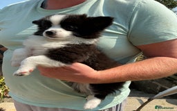 Pomchi dogs for sale: Pomchi - Image 7