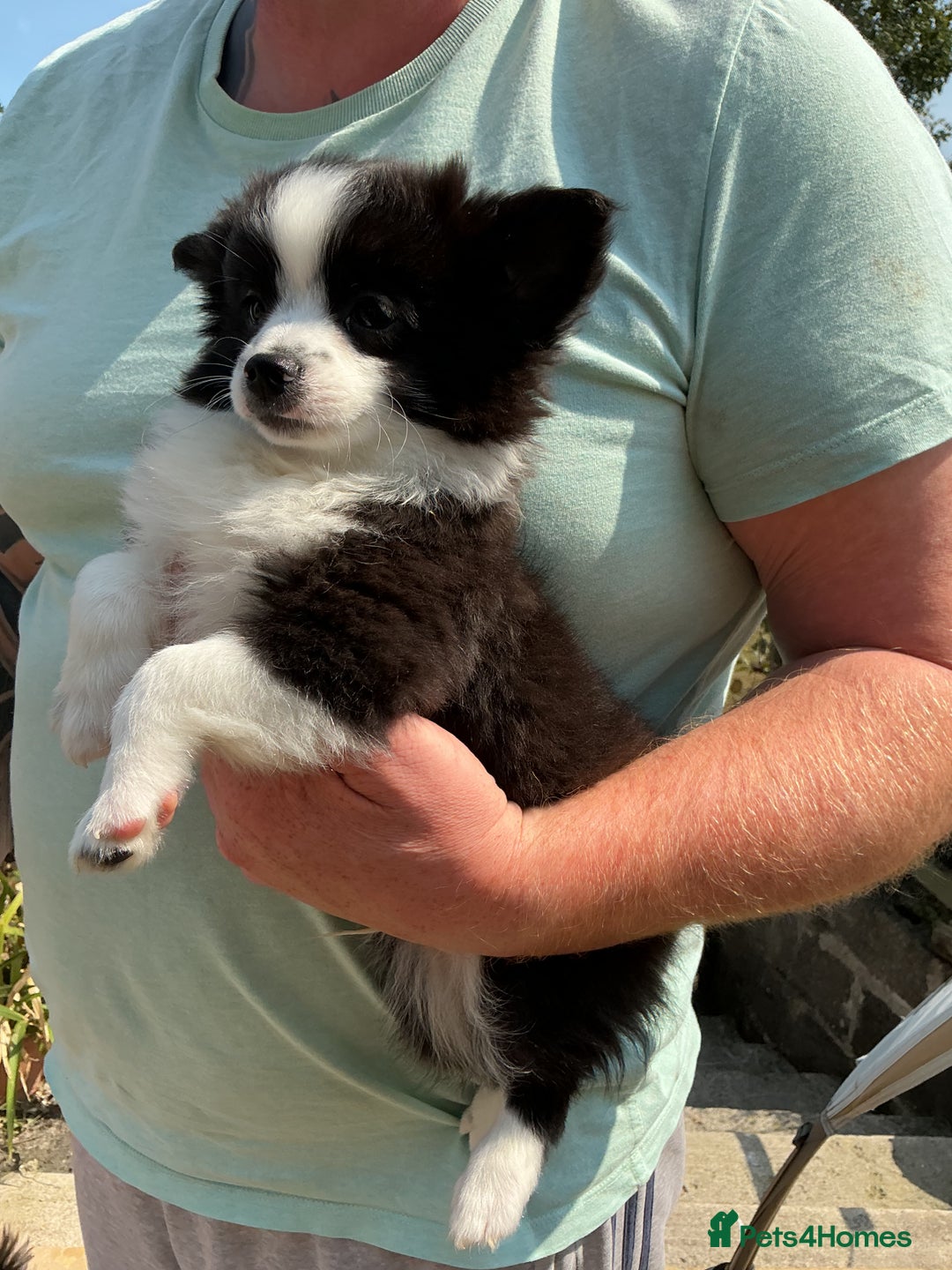 Pomchi dogs for sale: Pomchi - Image 7