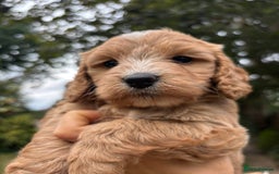 Cockapoo dogs for sale: Cockapoo puppies F1B - Image 4