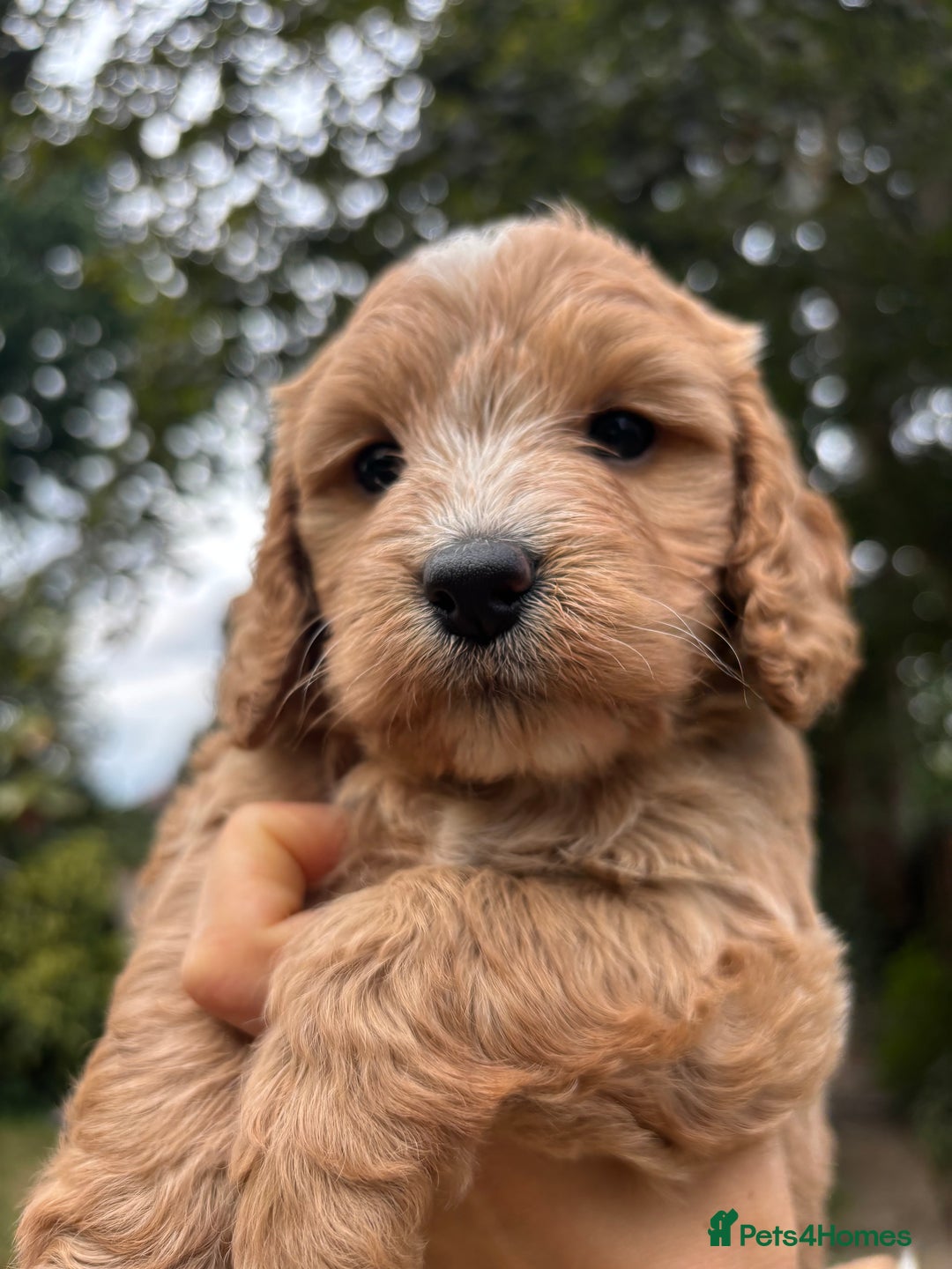 Cockapoo dogs for sale: Cockapoo puppies F1B - Image 4