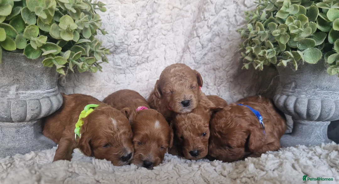 Cavapoo dogs for sale:  1 boy remaining. Health tested stunning cavapoos - Advert 8