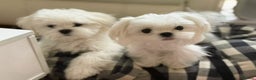 Maltese dogs for sale: UK 100% tinny Korean Maltese - Advert 4