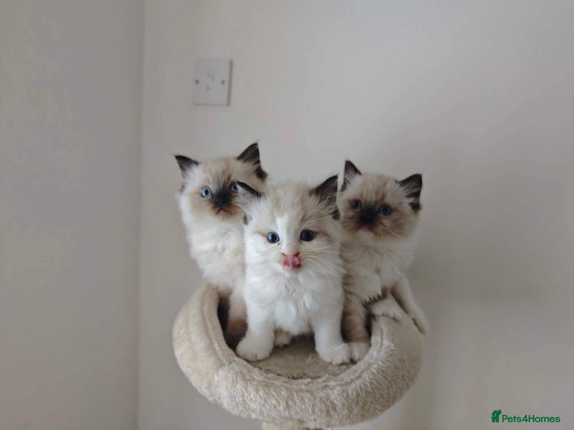 Ragdoll cats Ragdoll Kittens: Seal Point, Blue & Bicolour - Advert 1