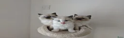 Ragdoll cats for sale: Ragdoll Kittens: Seal Point, Blue & Bicolour - Advert 1