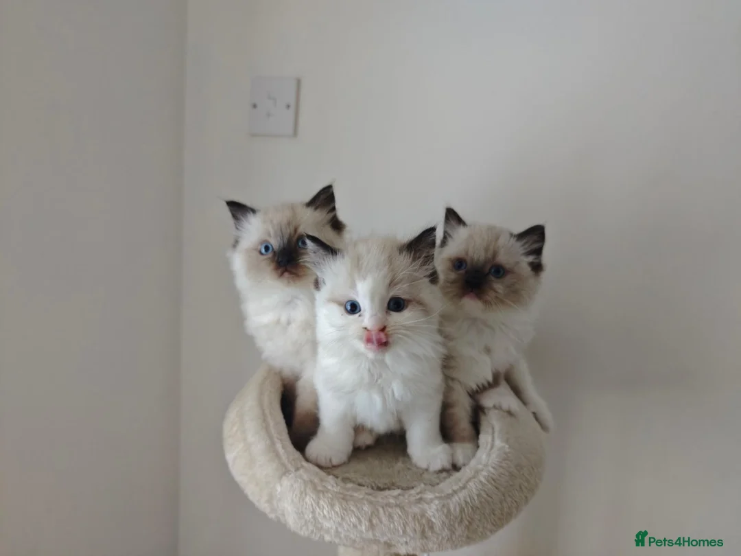 Ragdoll cats for sale: Ragdoll Kittens: Seal Point, Blue & Bicolour - Advert 1