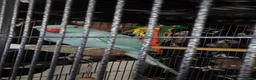 Ringnecks birds for sale: Indian ringneck parrot in Bristol - Advert 2
