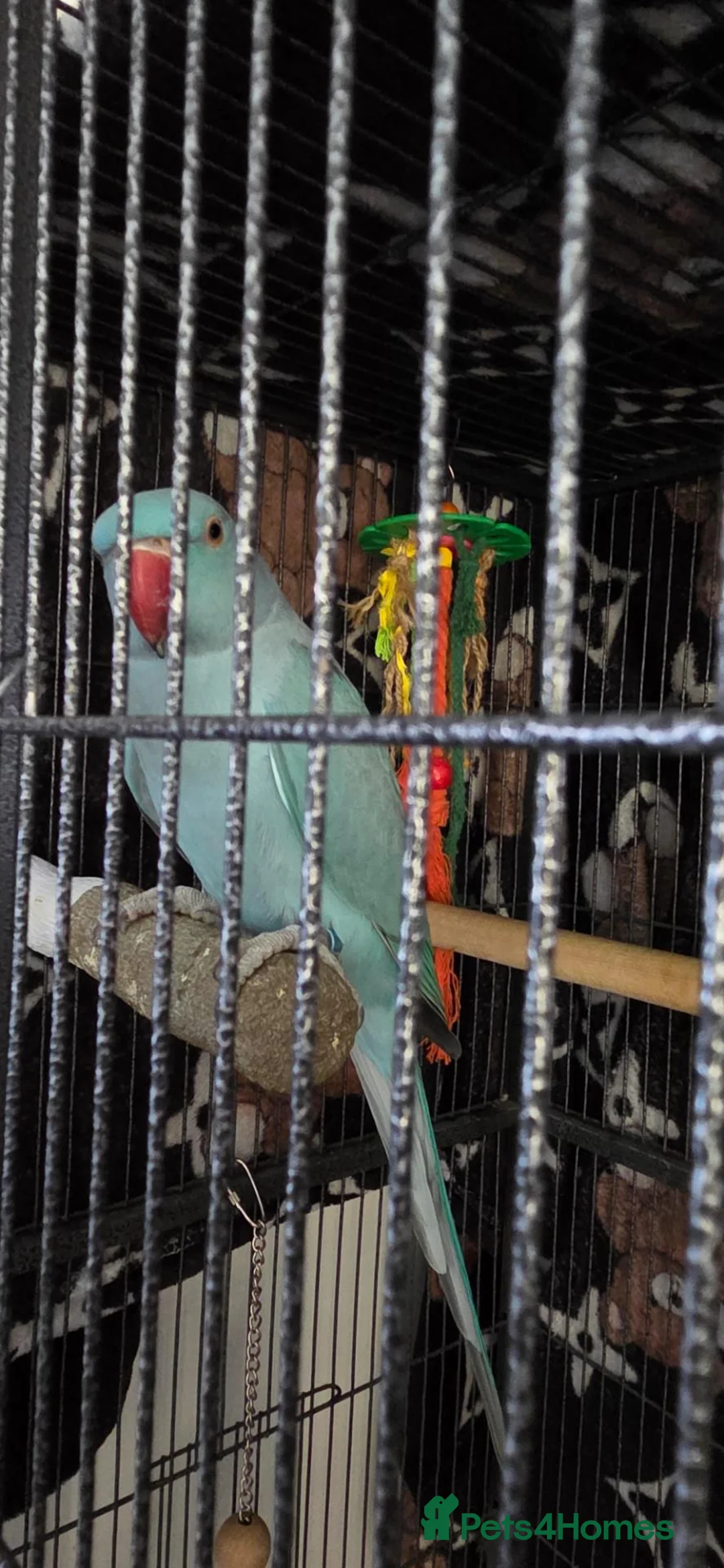 Ringnecks birds for sale: Indian ringneck parrot in Bristol - Advert 2