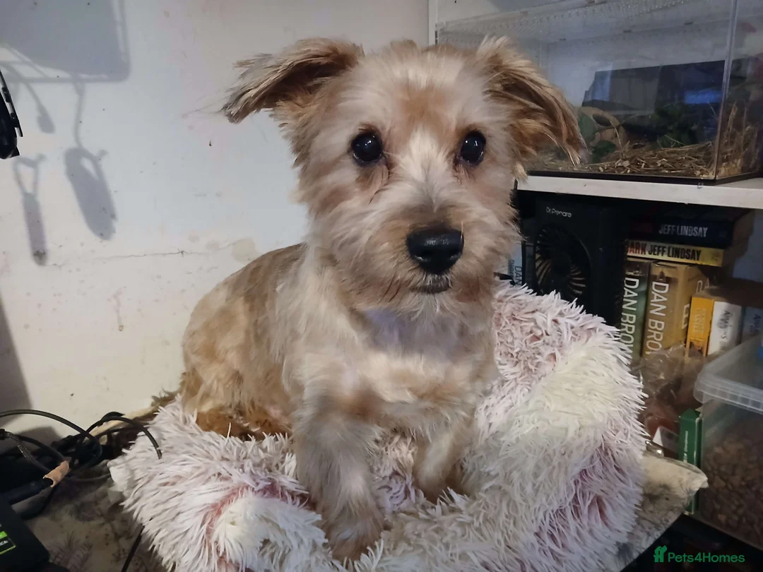Yorkshire Terrier dogs for sale: Bucky the yorkie in Stockton-on-Tees - Advert 2