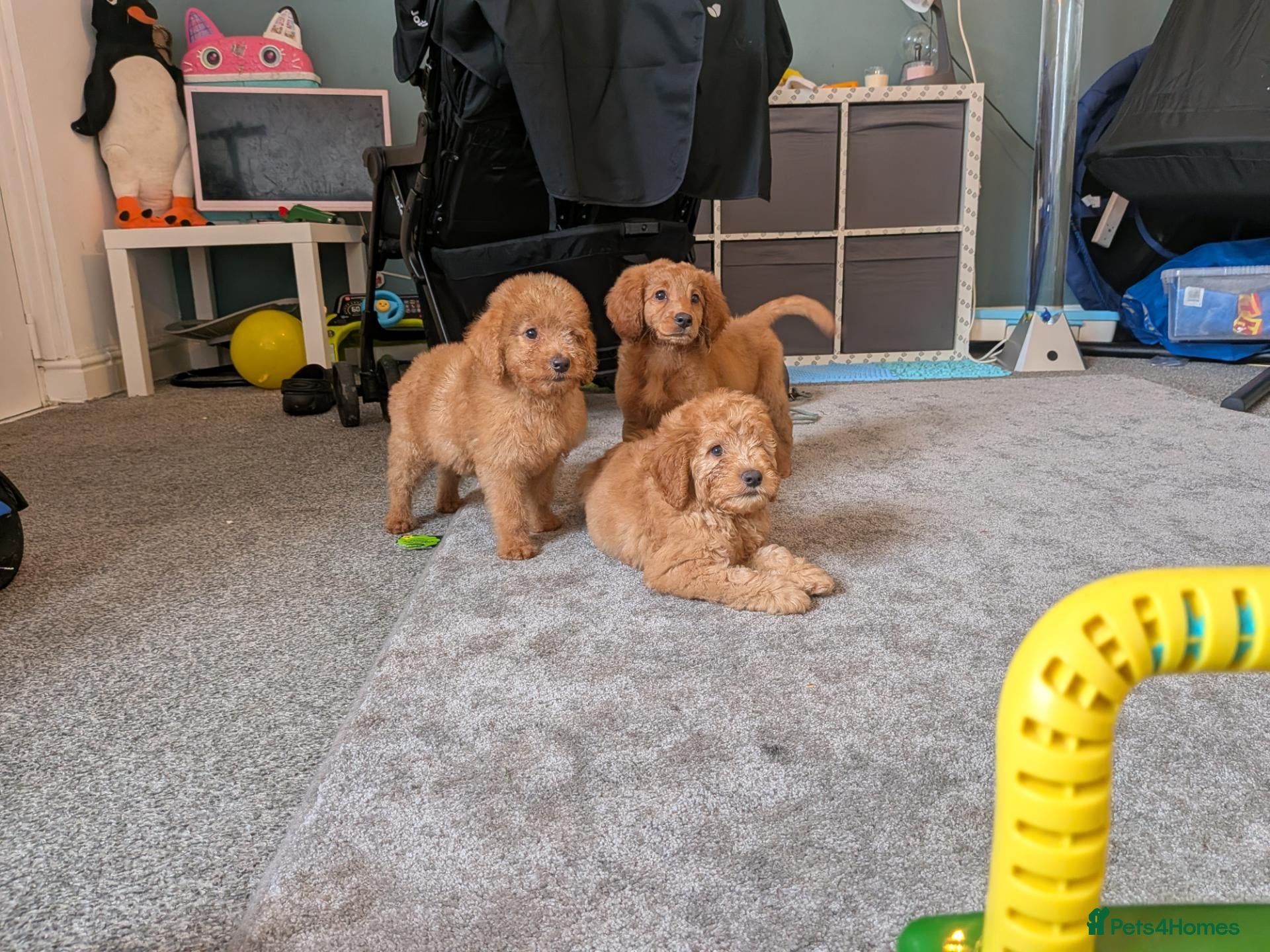 Labradoodle dogs Stunning F2 labradoodles **ready now** - Advert 1