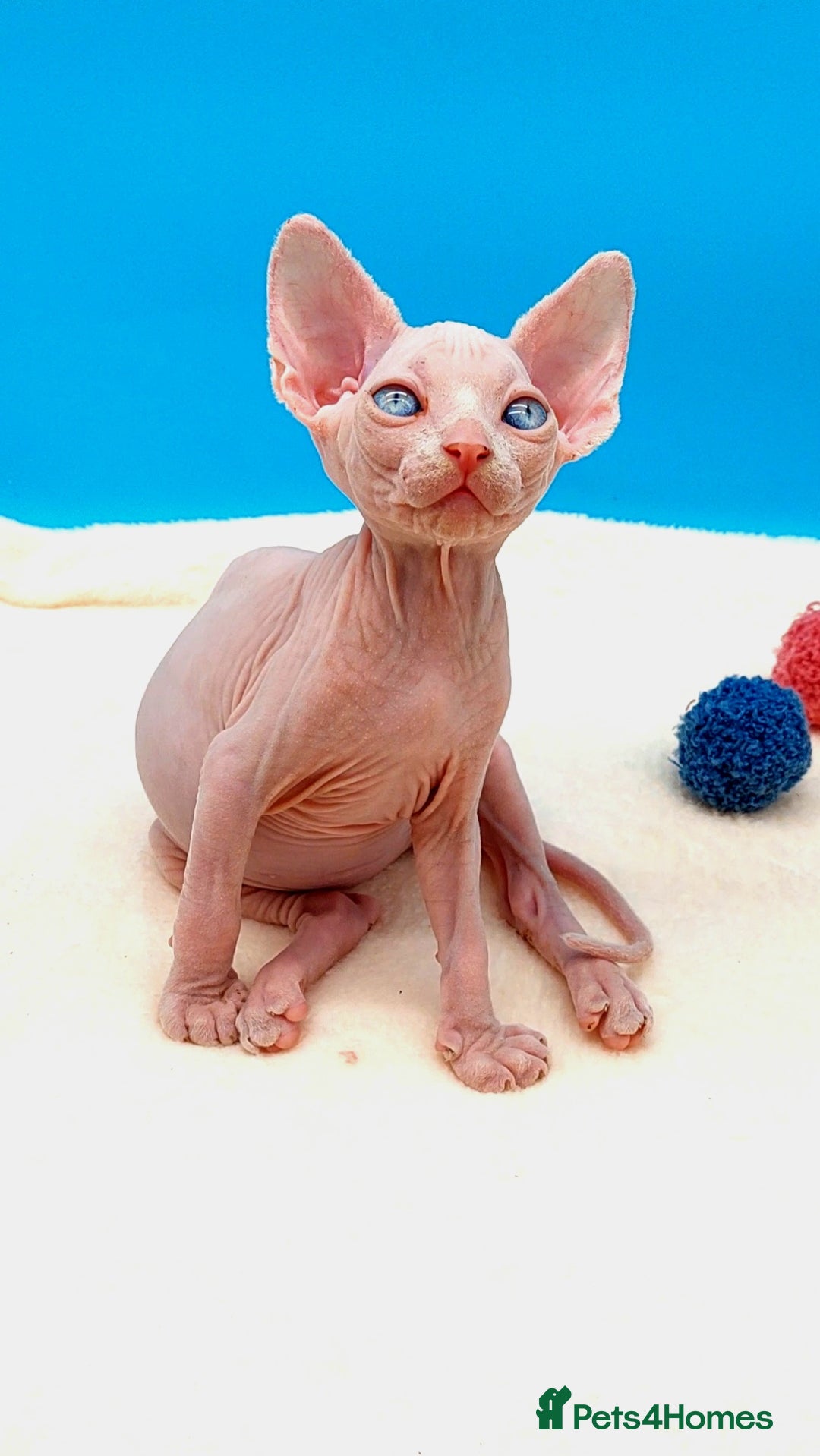 Sphynx cats for sale: Sphynx Kittens – Males & Female – International ✅ - Advert 17