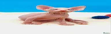 Sphynx Kitten 2