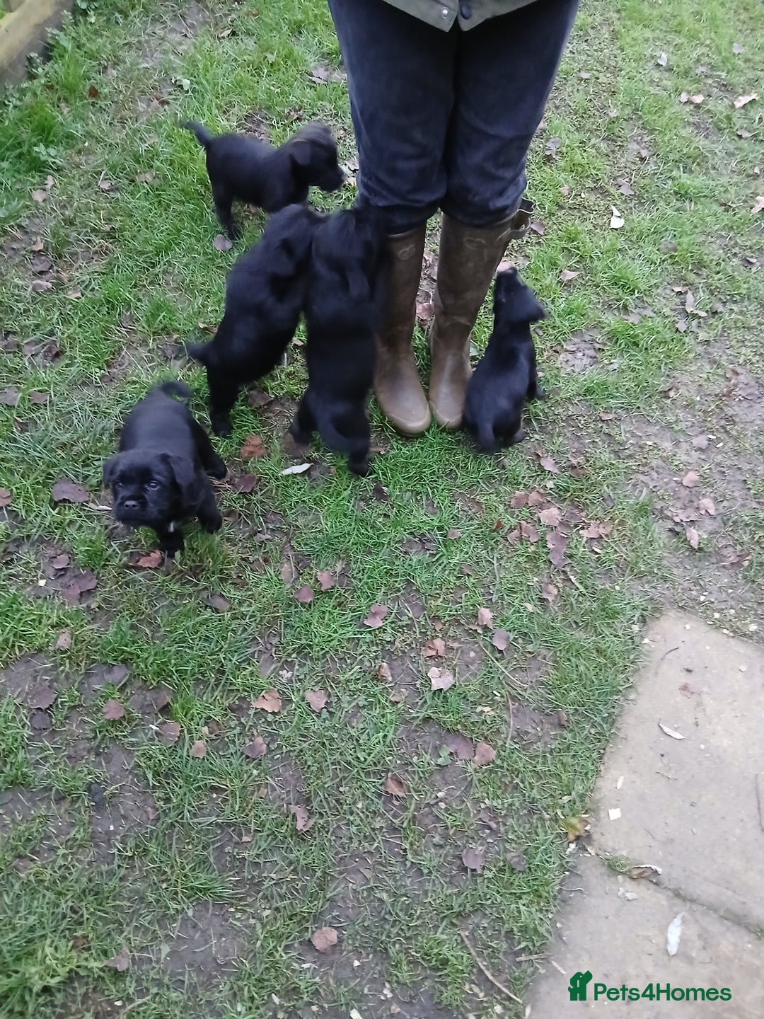 Mixed Breed dogs for sale: Border x Patterdale pups  - Advert 3