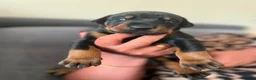 Dobermann dogs for sale: ❤️ Exceptional Family-Raised Doberman Puppies ❤️ - Advert 20