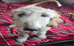 Afghan Hound dogs for sale: Amazing Afgan Hound for sale - Image 6