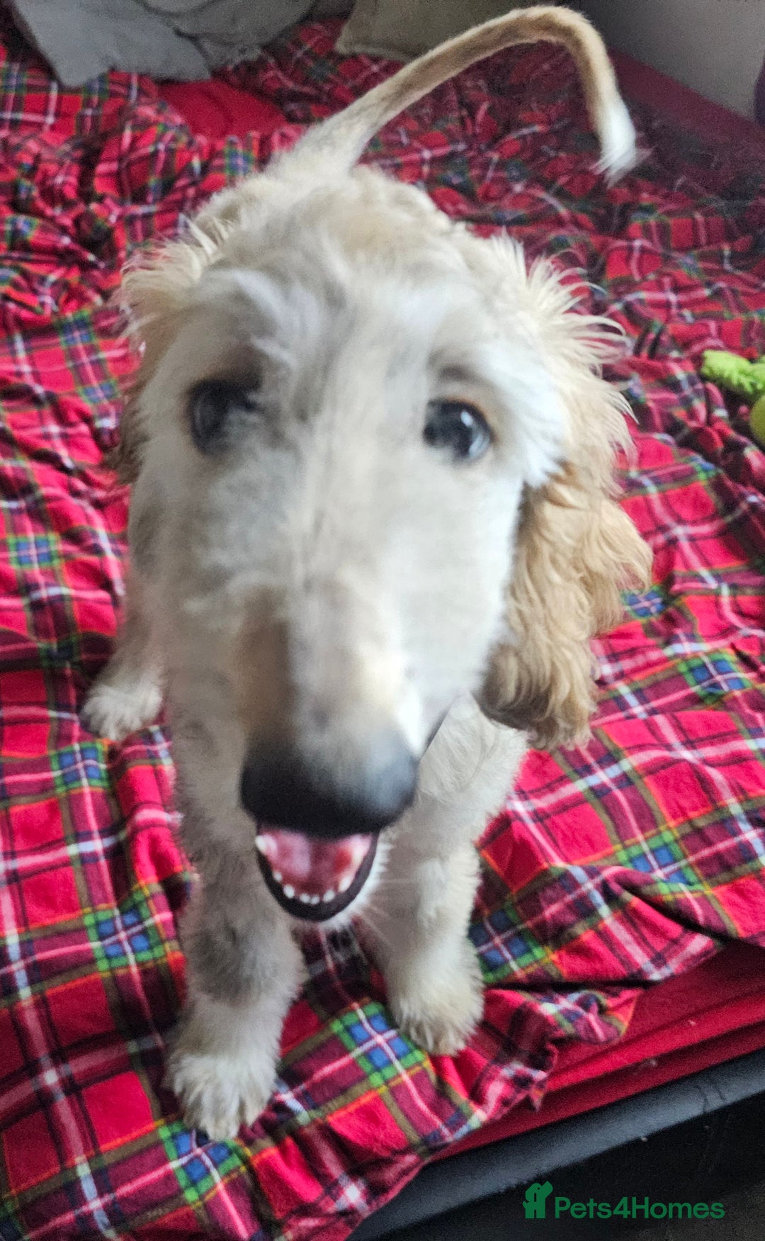 Afghan Hound dogs for sale: Amazing Afgan Hound for sale - Image 6